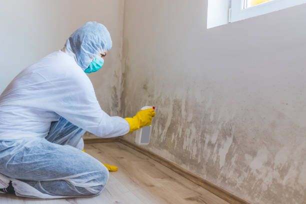 Licensed Mold Remediation service in Ashland, PA - WQB Mold Removal
